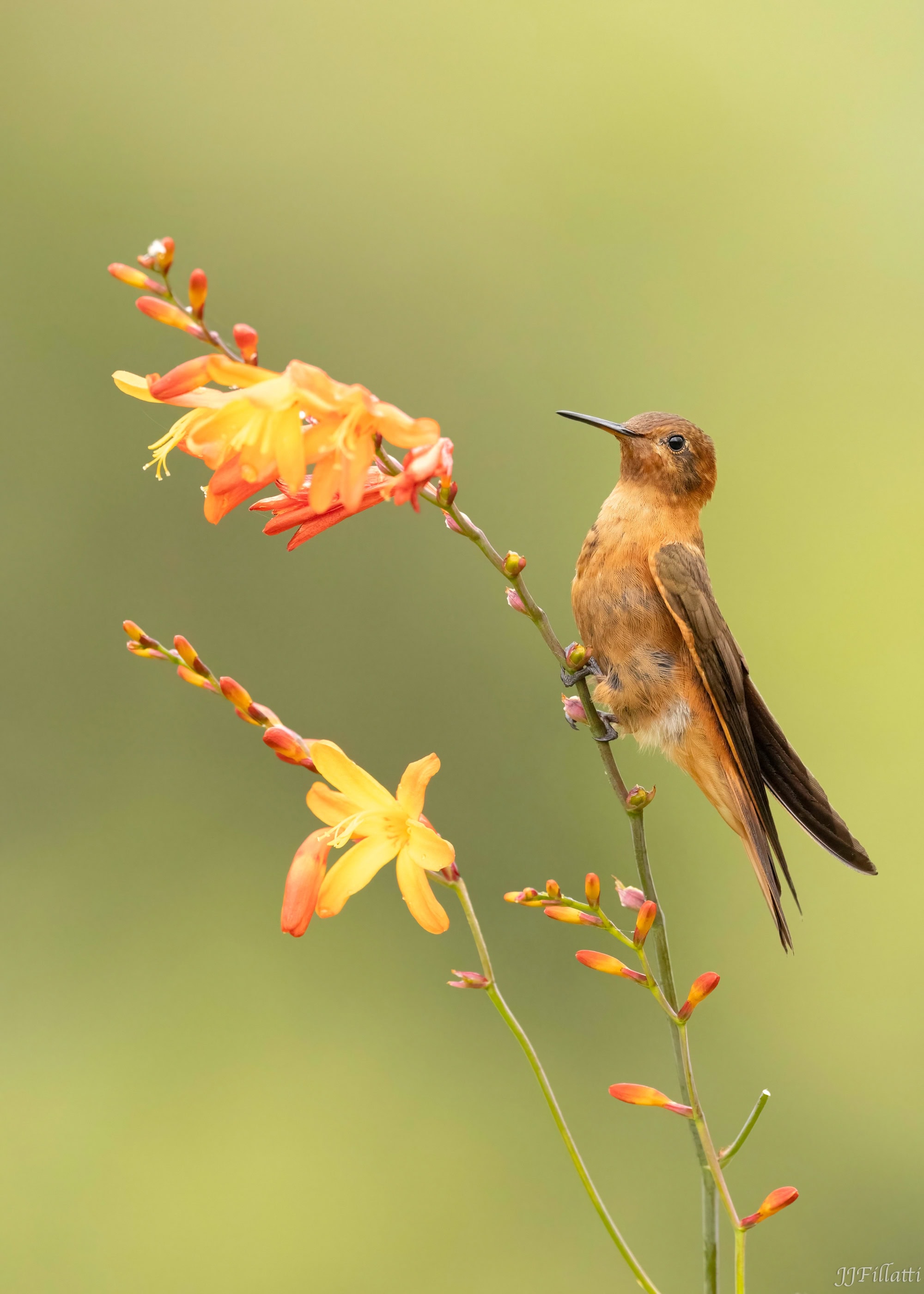 bird of colombia image 51